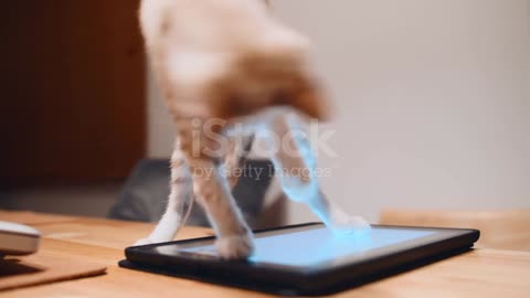 Cat Playing with ipad Then This Happened😂🤯