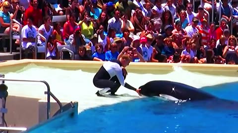 Seaworld Killer Whale Highlight