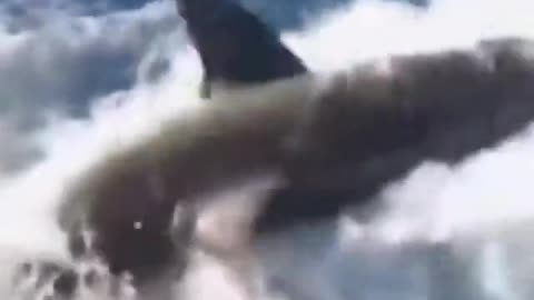 MAGA BEAST! Shark Diving Gone Wrong