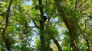 Dogs treed a bear