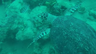 turtle swims