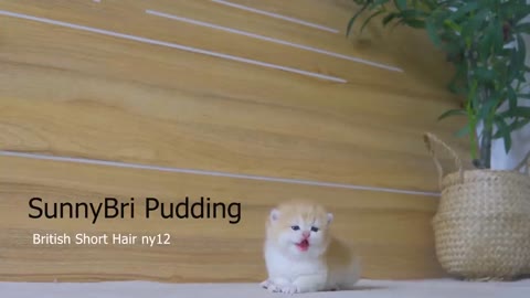 Tiny Kitten Pudding is crying to find mother cat