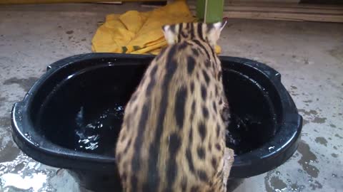 Asian leopard cat playing