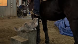 Cat Jumps Up on Horse With Rider