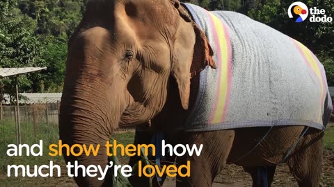 Abused Elephants Live The Happiest Lives Together | The Dodo