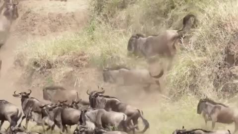 Great wildebeest migration Mara crossing