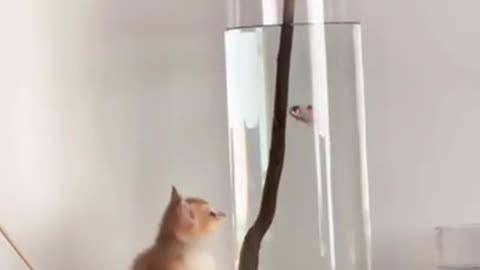 Cat Trying to Catch Bottled up Fish #shorts #viral #shortsvideo #video