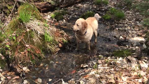 Pablo the Golden Retriever loves to play in the puddles