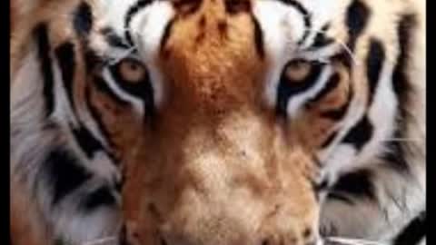 Eye Of The Tiger (El Ojo del Tigre) Subtitulado al español_Cut