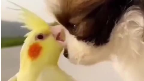 #Friends#Puppy & Parrot# Cute Puppie#short