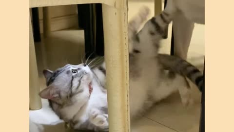 Funny cat and dog video