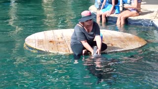Dolphin Encounter - Eilat, Israel. Dolphins are free to come and go in this Dolphin Reef sanctuary