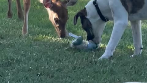 Dog plays with rescued deer's new fawn