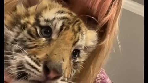 So I met a tiger cub the other day... that’s officially checked off my bucket list