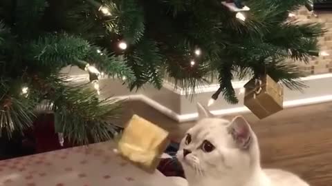 Cats VS Christmas Trees!