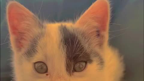 Cat Video | Animals Videos Best Videos