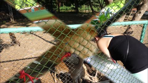 Feeding and interacting with animals in Bangkok Thailand