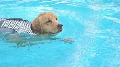Dog Life Jacket Vest, Adjustable Dogs Swimming Vest
