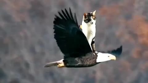 Eagle's stamina || An eagle is flying with a cat on top of it. 😱