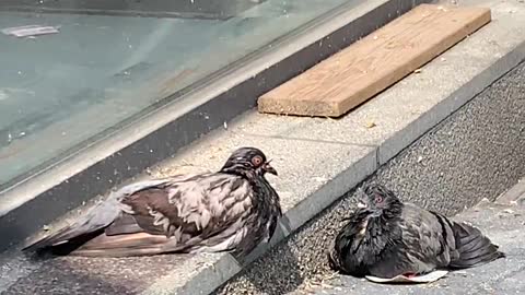 pigeons drying their hair after bathing:)