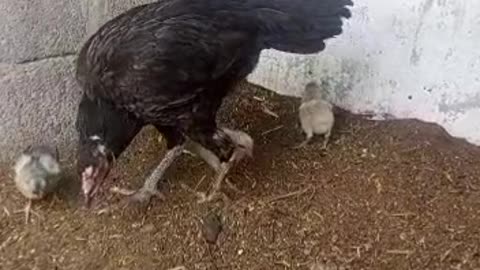 Mother hen call her baby chicks to eat