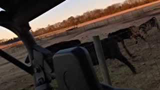 Cows running