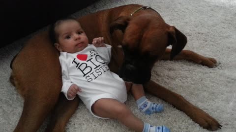 Cute baby uses boxer dog as pillow