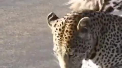 "Wildlife Encounter: Cheetah vs. Porcupine | Nature's Intense Clash #Shorts"