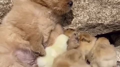 cute little puppy playing with chicks.