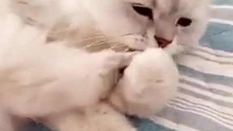 Cat video cute cate video...