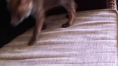 Fox pouncing on the couch