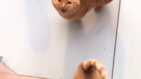 orange cat activities