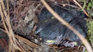 Baby Wrens