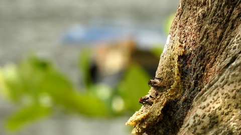 The beauty of the stingless bee garden | Linot | Aceh, Sumatra, Indonesia