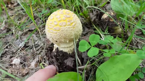 A Totally Weird "Magic Mushroom" That No One Seems To Know Anything About... Is It Real? (TMS EP 18)