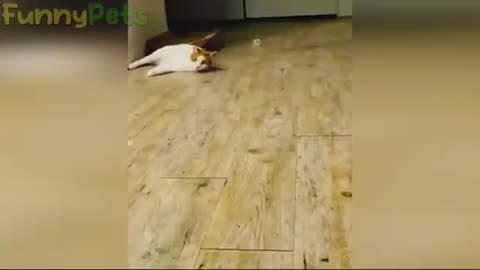 funny cats and dogs videos 🤣 - best funniest animal videos 2023