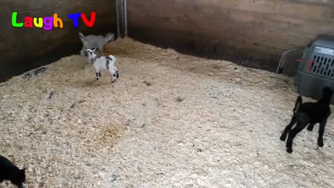 Cute Baby Goats - A Cutest And Funny Goats Baby Videos Compilation|| NEW HD