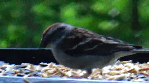 Chirping Sparrows