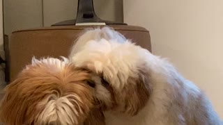 Dog Chews on Buddy's Ear