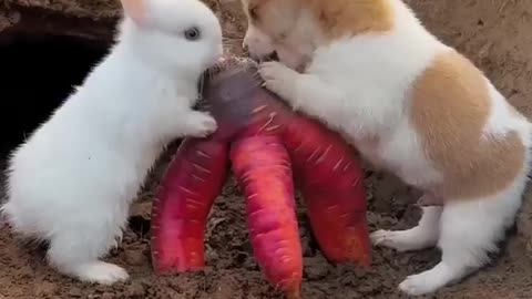 puppy and Rabbit friendship moments vdo