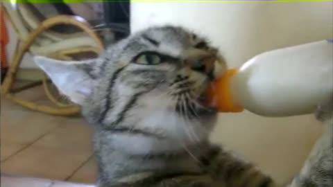 Cat drink like a child