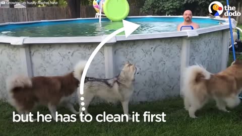 Husky Dog Jumps Into Pool To Be With Dad | The Dodo
