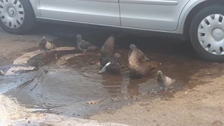 PIGEONS IN THE SPA