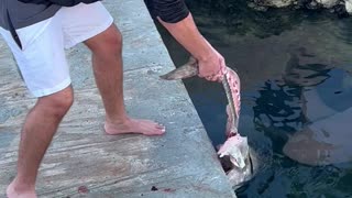 Tug of War with a Bull Shark