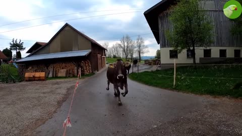 Happy cows dancing, running, skipping, out and playing, very happy.