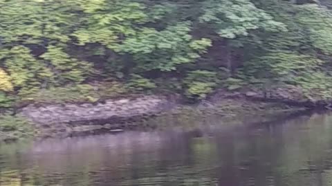 Bald Eagle attempts to catch a swimming Squirrel