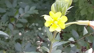 Evening Primrose