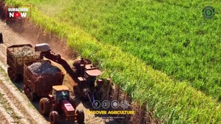 Sugarcane Farming (Complete Guide) - Sugarcane Cultivation, Crop Care, Harvesting and Processing