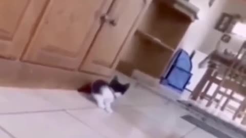 Funny cat