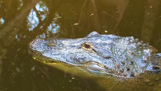 The Archosaur: Crocodiles in 4k